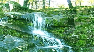 Crystal Clear Spring Water Flowing Through Nature Wallpaper