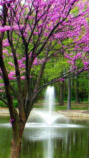 Crystal Clear Spring Water In A Tranquil Nature Setting Wallpaper