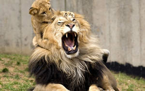 Cub Biting Male Lion Wallpaper