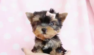 Cuddle Up With A Teacup Yorkie Wallpaper