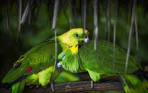 Cuddling Green Parrot Hd Wallpaper