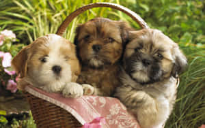 Cuddly And Cute - These Little Puppies Will Warm Your Heart Wallpaper