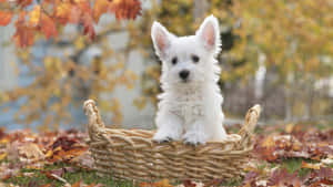 Cuddly Fluffy Dog With Sweet Eyes Wallpaper