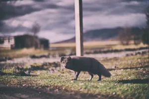 “cunning Fox” Wallpaper