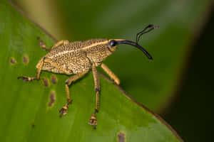 Curculionidae Weevilon Leaf Wallpaper