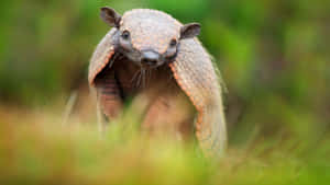 Curious Armadilloin Grass Wallpaper