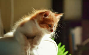 Curious Baby Cute Cat Pfp Wallpaper