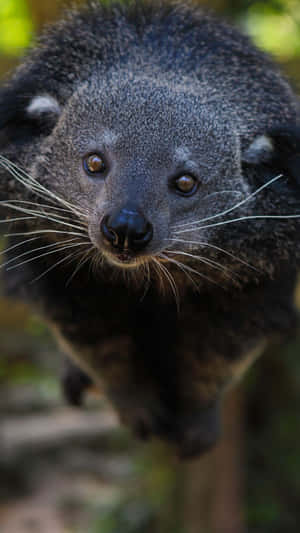 Curious Binturong Face Wallpaper