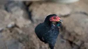 Curious Black Hen Outdoors.jpg Wallpaper