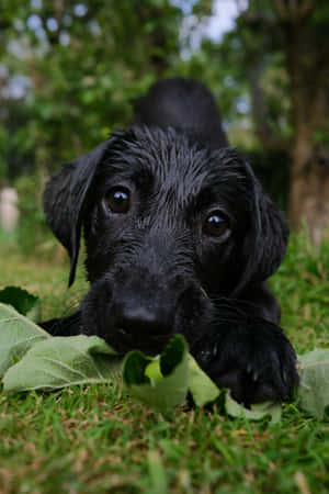 Curious Black Puppy Outdoors.jpg Wallpaper