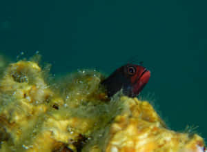 Curious Blenny Peeking Out Wallpaper