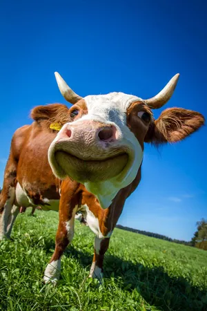 Curious Brown Cow Blue Sky Wallpaper