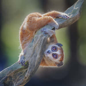 Curious Bush Baby On Branch Wallpaper