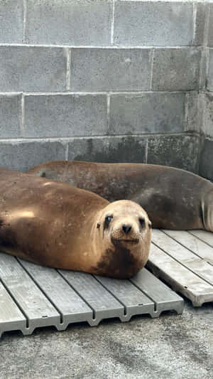 Curious California Sea Lion Wallpaper