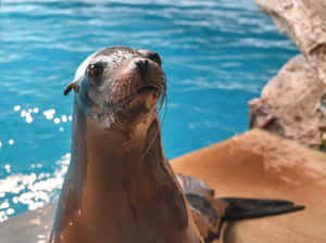 Curious California Sea Lion Wallpaper