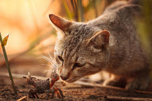 Curious Cat On Crab Wallpaper