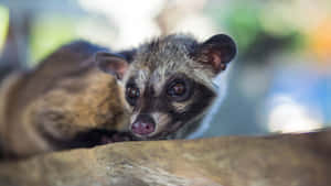 Curious Civet Peeking Wallpaper