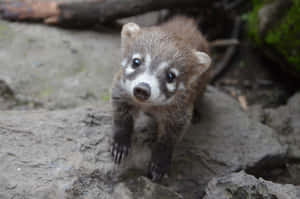 Curious Coati Closeup Wallpaper