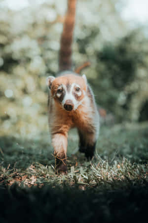 Curious Coatiin Nature Wallpaper