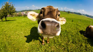 Curious Cow Up Close.jpg Wallpaper