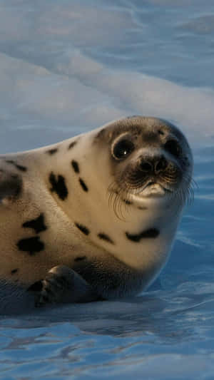 Curious Crabeater Seal Restingon Ice Wallpaper