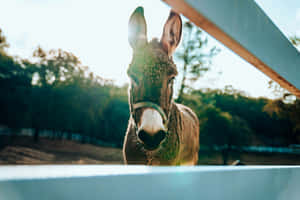 Curious Donkey Peering Over Fence Wallpaper