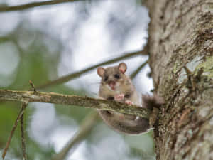 Curious Dormousein Tree Wallpaper