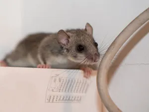 Curious Dormouseon Edge Wallpaper