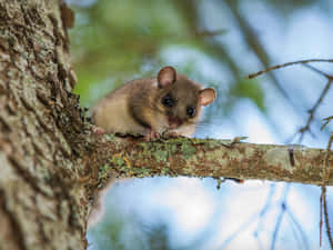 Curious Dormouseon Tree Branch Wallpaper