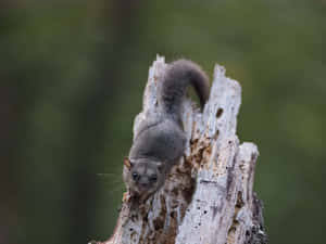 Curious Dormouseon Tree Stump Wallpaper