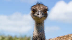 Curious Emu Close Up Wallpaper