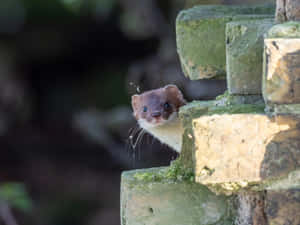 Curious Ermine Peeking From Stone Wall Wallpaper