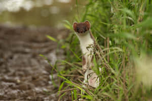 Curious Erminein Natural Habitat Wallpaper