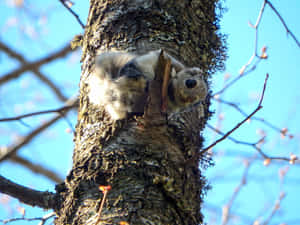 Curious Flying Squirrel On Tree Wallpaper