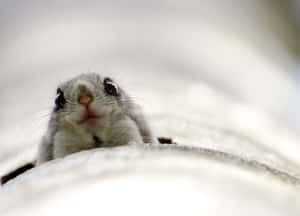 Curious Flying Squirrel Peeking Wallpaper