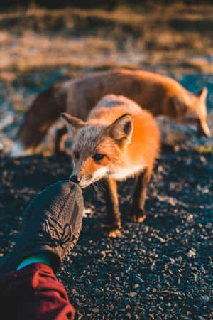 Curious Foxand Human Interaction.jpg Wallpaper