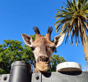 Curious Giraffe Peering Over Fence Wallpaper