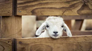 Curious Goat Peeking Through Fence Wallpaper