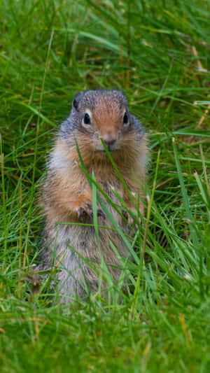 Curious Gopher In Grass.jpg Wallpaper