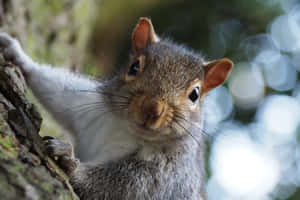 Curious_ Grey_ Squirrel_ Looking Wallpaper