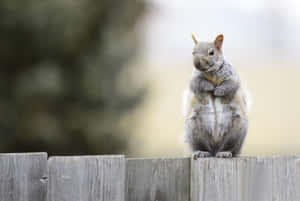 Curious Grey Squirrel On Fence.jpg Wallpaper