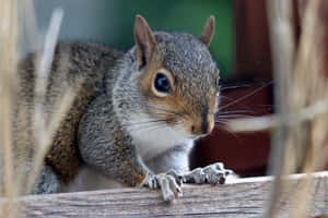 Curious Grey Squirrel Peeking Wallpaper