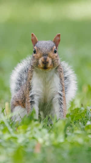 Curious Grey Squirrelin Grass Wallpaper