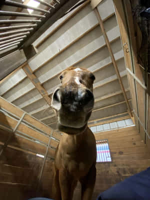 Curious Horse Up Close.jpg Wallpaper