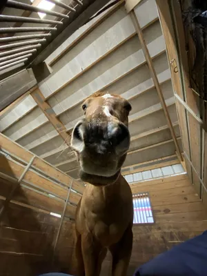 Curious Horse Up Close.jpg Wallpaper