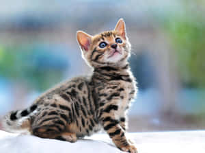 Curious Leopard Cat Kitten Wallpaper