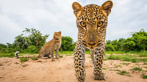 Curious_ Leopard_ Closeup_ Wildlife.jpg Wallpaper