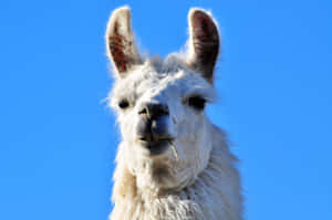 Curious Llama Blue Sky Background Wallpaper