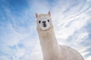 Curious Llama Up Close.jpg Wallpaper