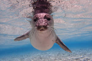 Curious_ Monk_ Seal_ Underwater Wallpaper